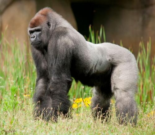 Горилла рост вес. Внешний вид и особенности