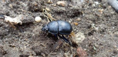 Удивительные показатели самых сильных животных в мире. Самое сильное животное в мире 15