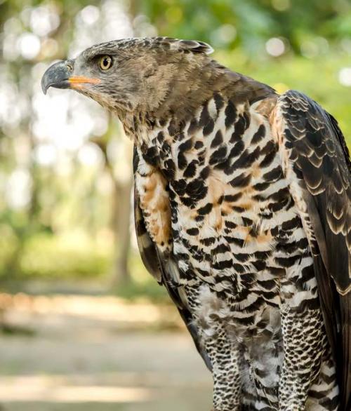 Удивительные показатели самых сильных животных в мире. Самое сильное животное в мире 19