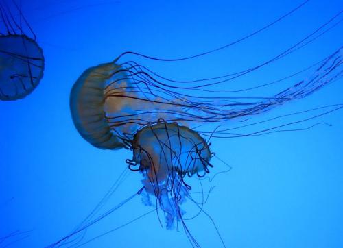 Самое опасное животное в мире. Самые опасные животные на земле – ТОП 10