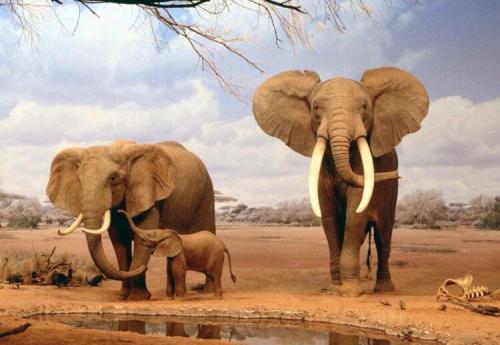 Самое сильное животное в мире. Самые сильные животные на Земле. Кто они?