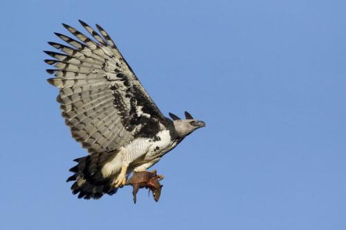 Самое сильное животное в мире. Самые сильные животные на Земле. Кто они?