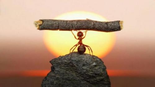 Удивительные показатели самых сильных животных в мире. Самое сильное животное в мире 08