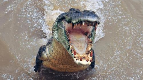 Самое сильное животное на суше. Самые сильные животные на Земле. Кто они? (9 фото)