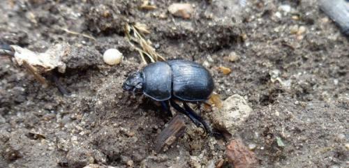 Самое сильное животное в мире. Самые сильные животные на Земле. Кто они?