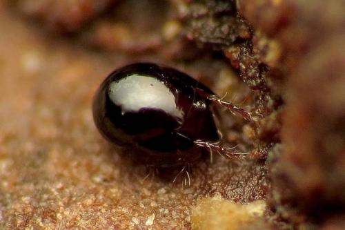 Удивительные показатели самых сильных животных в мире. Самое сильное животное в мире 24