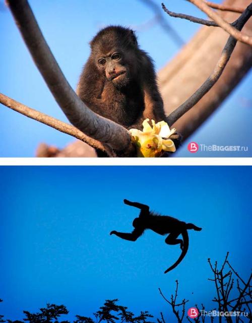 Самая крупная порода обезьян. Самые большие обезьяны в мире