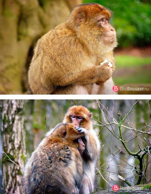 Самая крупная порода обезьян. Самые большие обезьяны в мире