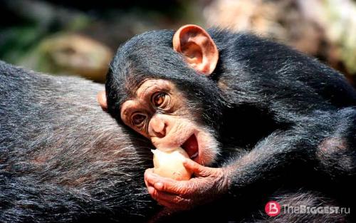 Самая крупная порода обезьян. Самые большие обезьяны в мире