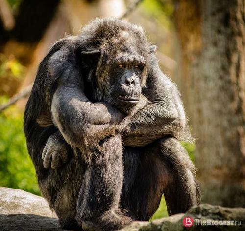Самая крупная порода обезьян. Самые большие обезьяны в мире