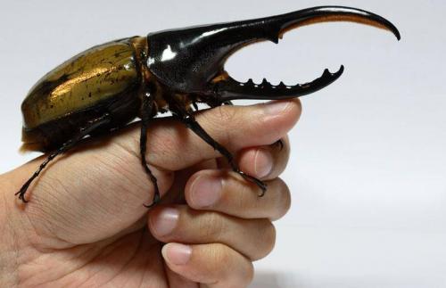 А правда что гориллы могут поднять предмет весом в 2 тонны. Самые сильные животные нашей планеты 06 А правда что гориллы могут поднять предмет весом в 2 тонны. Самые сильные животные нашей планеты 06