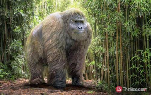 Самая крупная порода обезьян. Самые большие обезьяны в мире