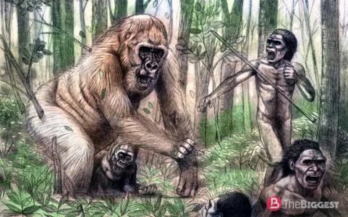 Самая крупная порода обезьян. Самые большие обезьяны в мире