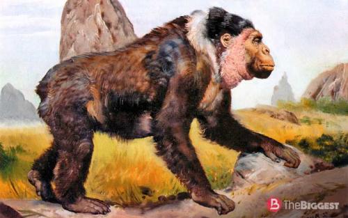 Самая крупная порода обезьян. Самые большие обезьяны в мире