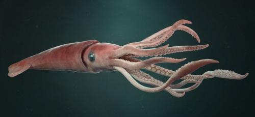 Кальмар это рыба. Кто такие кальмары