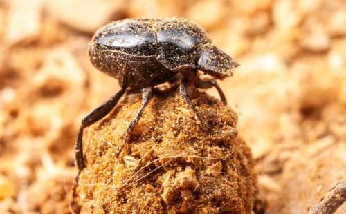 Самые сильные животные в мире. Самые сильные животные 14 Самые сильные животные в мире. Самые сильные животные 14