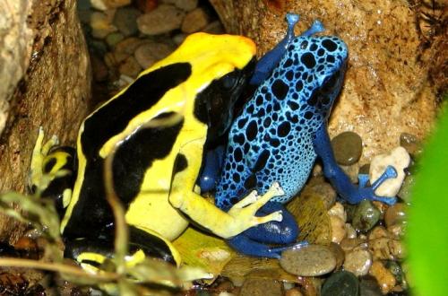 Самое опасное животное в мире. Самые опасные животные на земле – ТОП 10