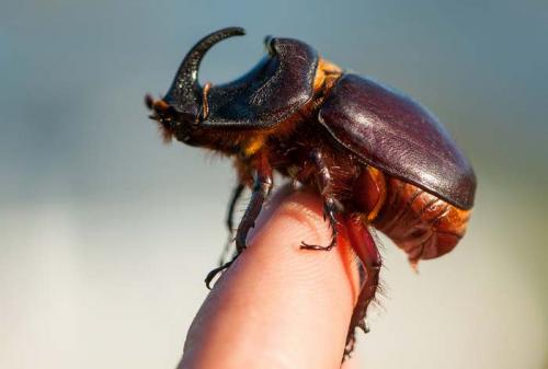 Самые сильные животные в мире. Самые сильные животные 13 Самые сильные животные в мире. Самые сильные животные 13