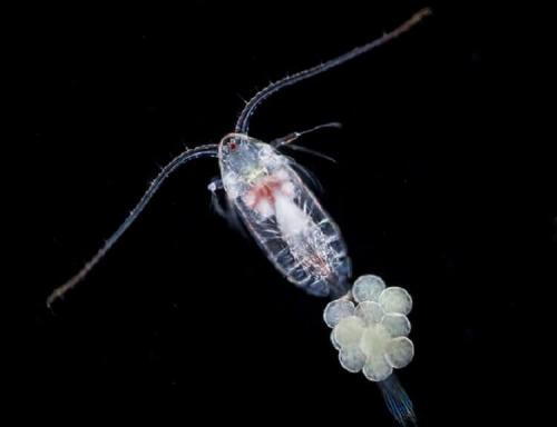 Самое сильное животное из хищников. Самые сильные животные на Земле. Кто они?