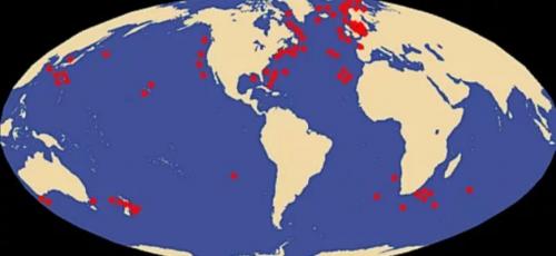 Кальмар это рыба. Кто такие кальмары