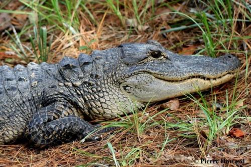 Сила укуса акулы в атмосферах. 10 животных с самыми мощными укусами.