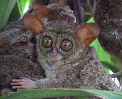 Максимальный вес гориллы. Какая обезьяна самая большая в мире: наиболее крупные их представители