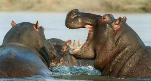 Сила укуса бегемота. Топ 10 самых сильных укусов животных