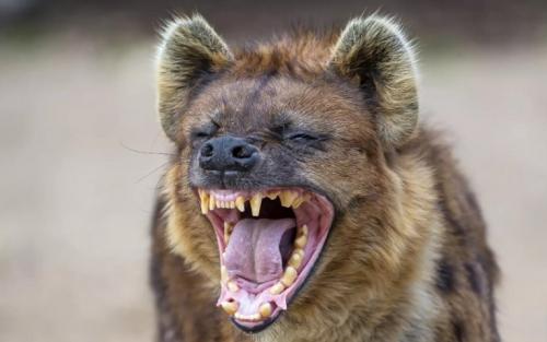 Сила укуса бегемота. Топ 10 самых сильных укусов животных