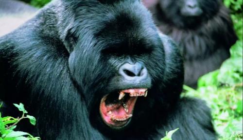 Сила укуса бегемота. Топ 10 самых сильных укусов животных