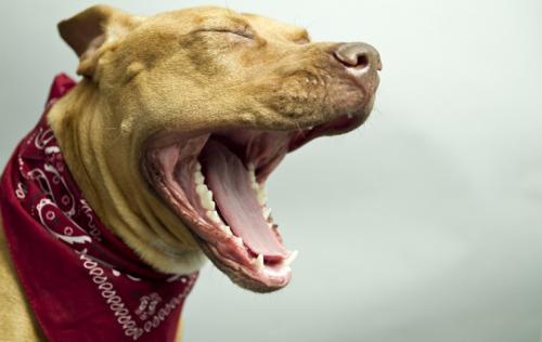 Сила укуса бегемота. Топ 10 самых сильных укусов животных