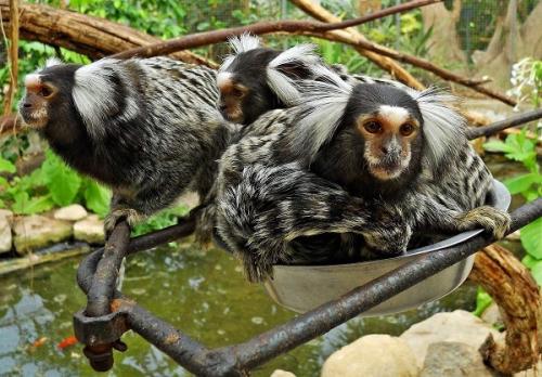 Максимальный вес гориллы. Какая обезьяна самая большая в мире: наиболее крупные их представители