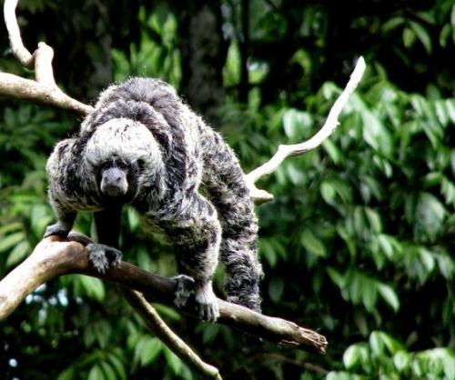 Максимальный вес гориллы. Какая обезьяна самая большая в мире: наиболее крупные их представители