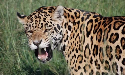 Сила укуса бегемота. Топ 10 самых сильных укусов животных