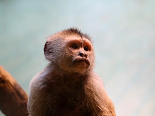 Максимальный вес гориллы. Какая обезьяна самая большая в мире: наиболее крупные их представители