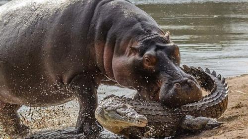 Сила укуса акулы в атмосферах. 10 животных с самыми мощными укусами.