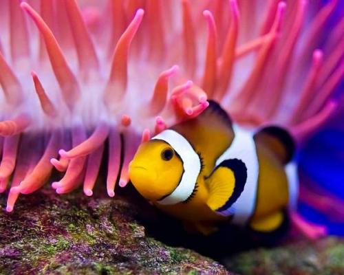 Животные с ярким окрасом. 10 животных с самой яркой окраской.