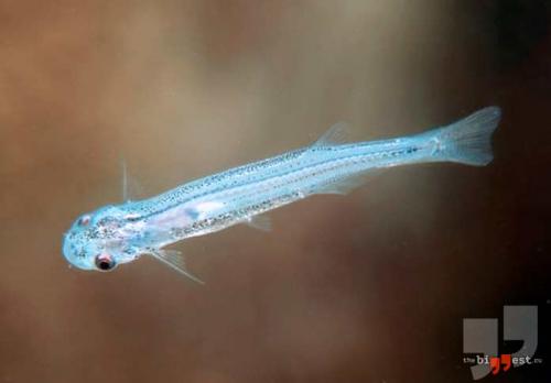 Самые кровожадные животные. 10 самых свирепых убийц в мире животных