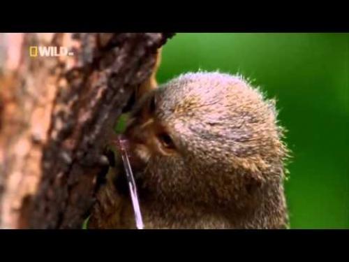 Самые самые среди животных. Непревзойденные рекордсмены мира животных