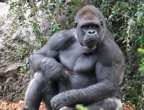 Нос гориллы. Горилла: виды, фото, описание, места обитания, жизнь в дикой природе