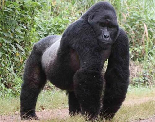 Нос гориллы. Горилла: виды, фото, описание, места обитания, жизнь в дикой природе