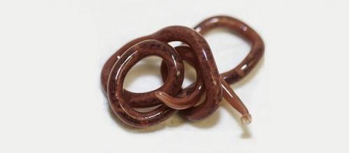 Какие животные по силе могут сравниться с тигром. Бурый медведь против уссурийского тигра 28