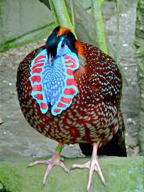 Животные с ярким окрасом. 10 животных с самой яркой окраской.