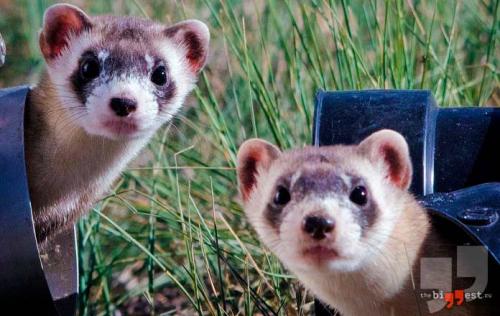 Самые кровожадные животные. 10 самых свирепых убийц в мире животных