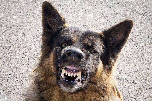 Какие животные по силе могут сравниться с тигром. Бурый медведь против уссурийского тигра 26