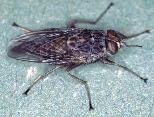 Какие животные по силе могут сравниться с тигром. Бурый медведь против уссурийского тигра 27