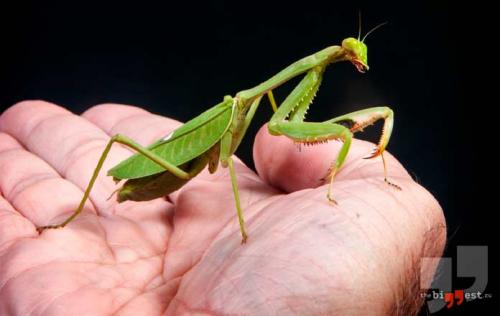 Самые кровожадные животные. 10 самых свирепых убийц в мире животных