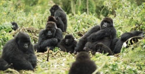 Нос гориллы. Горилла: виды, фото, описание, места обитания, жизнь в дикой природе