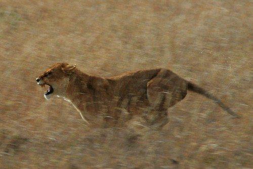Какие животные по силе могут сравниться с тигром. Бурый медведь против уссурийского тигра 29