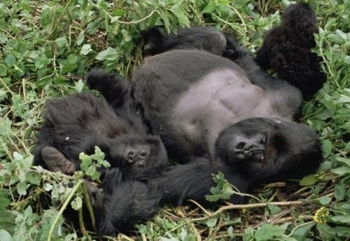 Нос гориллы. Горилла: виды, фото, описание, места обитания, жизнь в дикой природе