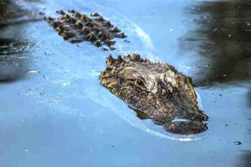 Какие животные по силе могут сравниться с тигром. Бурый медведь против уссурийского тигра 21